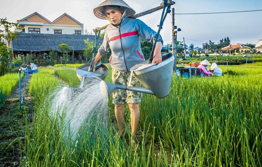 Private tour: Half-day Farm To Table Adventure In Tra Que Village