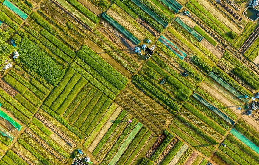 Golden Bridge And Hoi An 5 – Day Culinary Journey