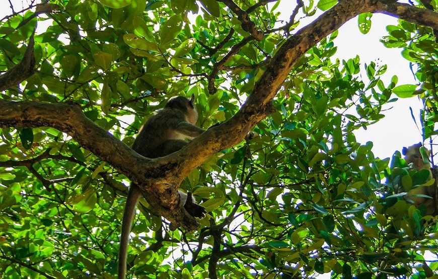 Full-day Can Gio Eco Escape And Wildlife Discovery