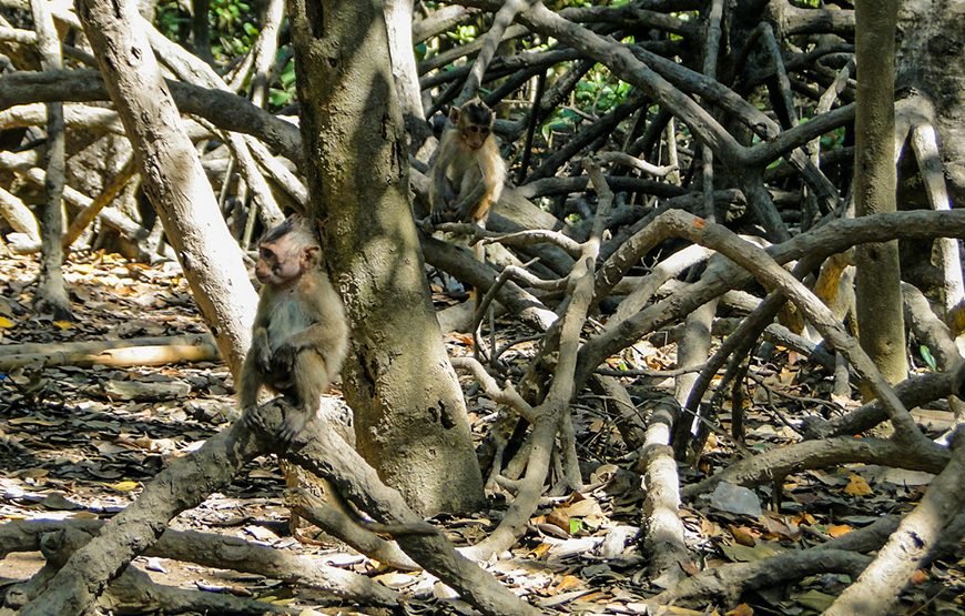 Full-day Can Gio Eco Escape And Wildlife Discovery