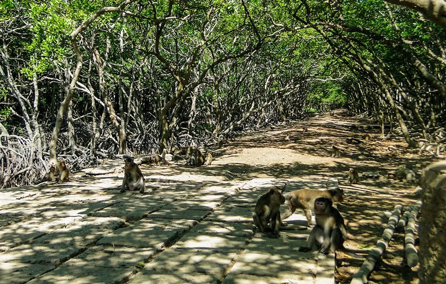 Full-day Can Gio Eco Escape And Wildlife Discovery