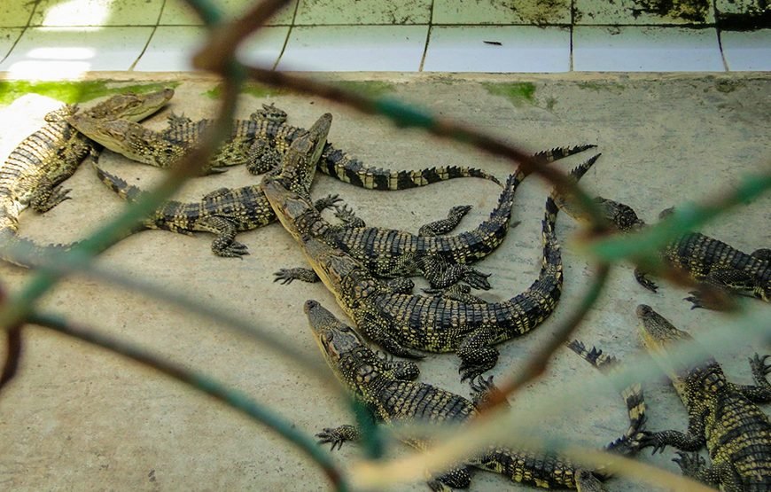 Full-day Can Gio Eco Escape And Wildlife Discovery