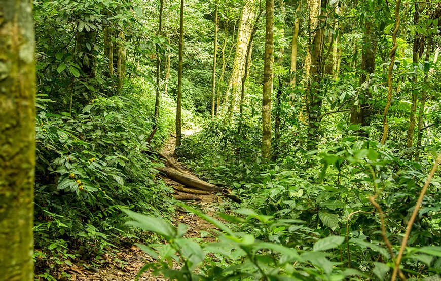 Full-day Cuc Phuong National Park Eco-adventure