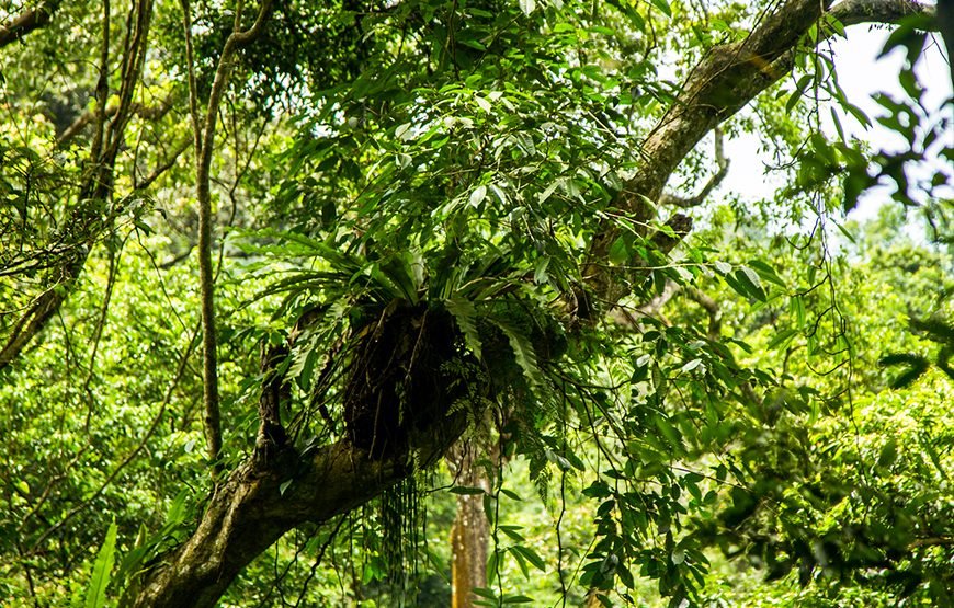 Full-day Cuc Phuong National Park Eco-adventure