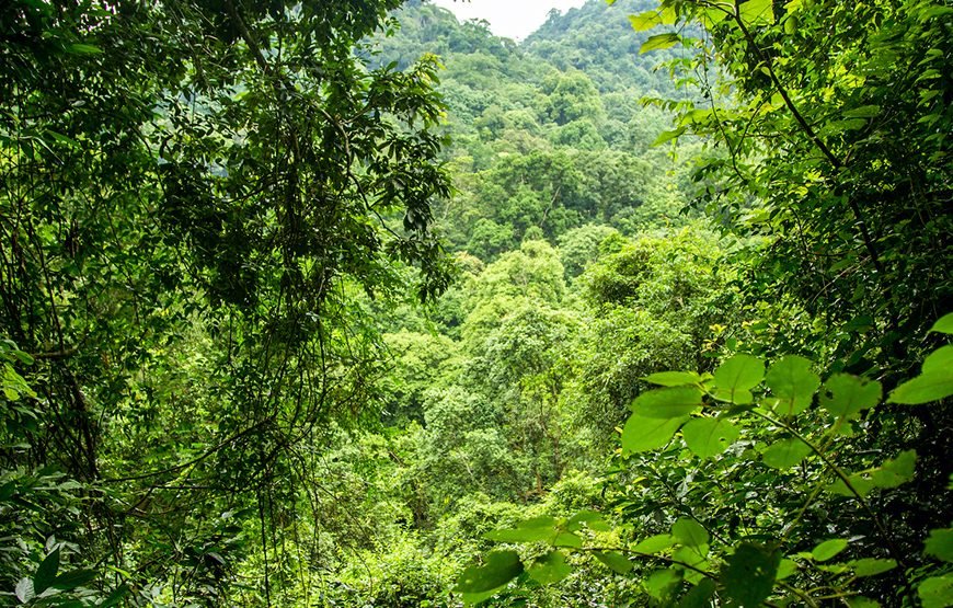 Full-day Cuc Phuong National Park Eco-adventure