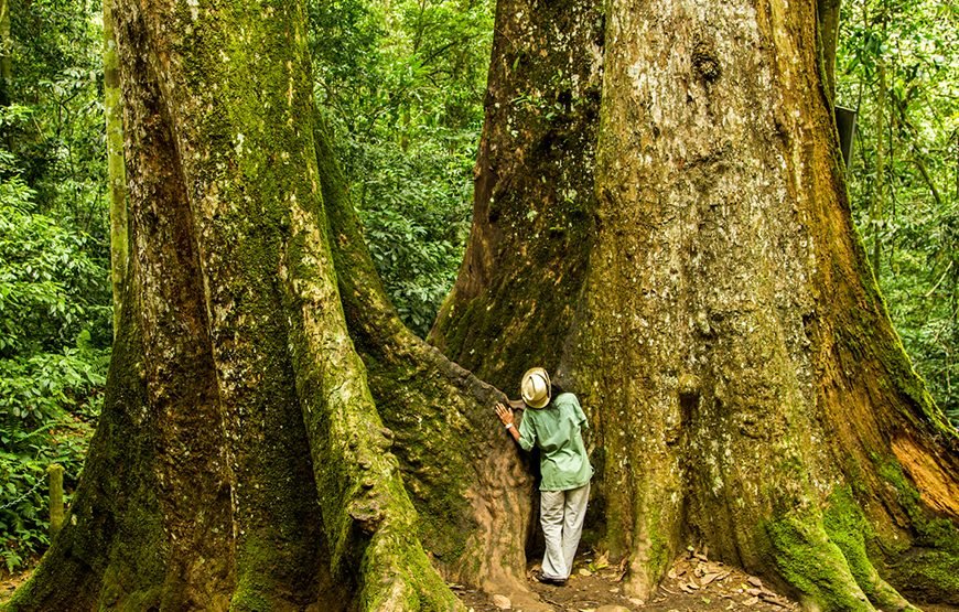 Full-day Cuc Phuong National Park Eco-adventure