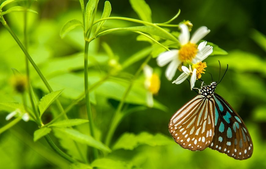Full-day Cuc Phuong National Park Eco-adventure