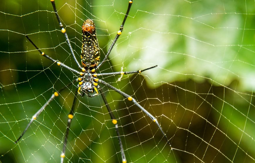 Full-day Cuc Phuong National Park Eco-adventure