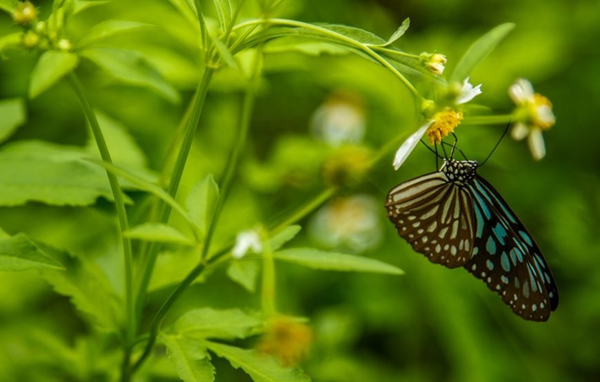Full-day Cuc Phuong National Park Eco-adventure