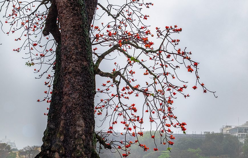 Full-day Journey Through Ha Noi’s History