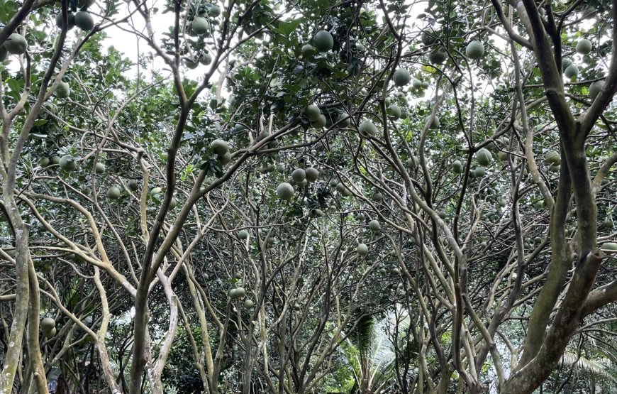Full-day Exploring The Flavors Of The Mekong Delta