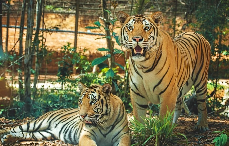 Entry Ticket: Vinpearl Safari Phu Quoc